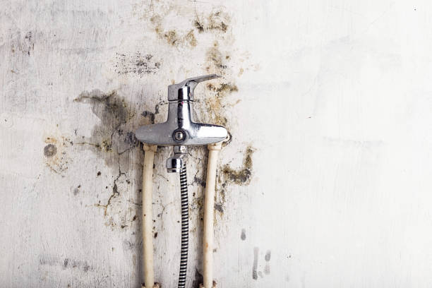 Best Office Mold Removal Services  in Patterson, LA