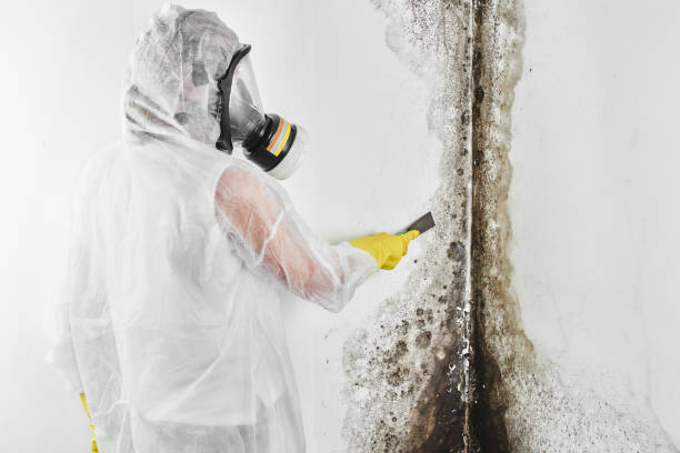 Best Black Mold Removal  in Patterson, LA