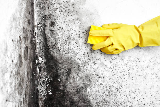 Best Attic Mold Removal  in Patterson, LA