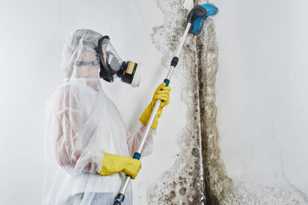 Best Mold Testing  in Patterson, LA