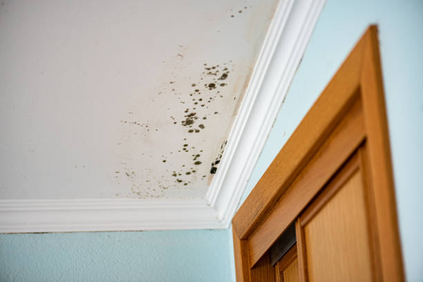 Best Best Mold Removal Companies  in Patterson, LA