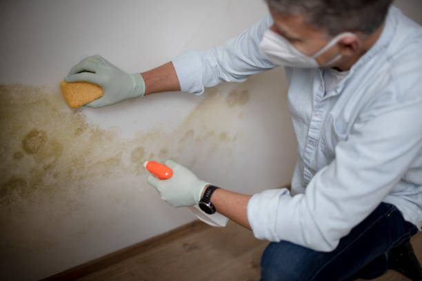 Best Mold Testing  in Patterson, LA