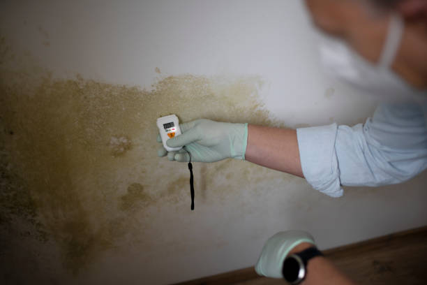 Mold Removal Process in Patterson, LA