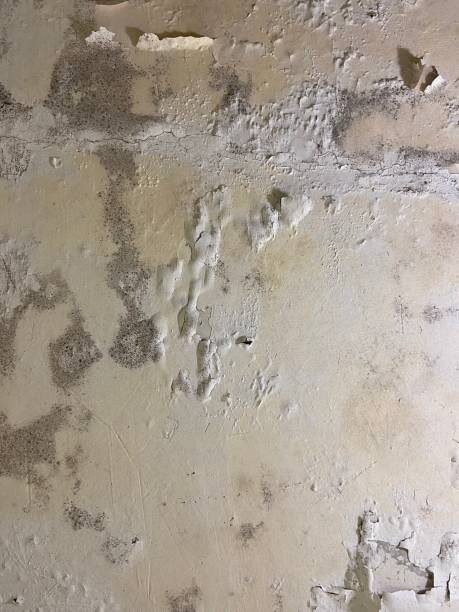 Best Certified Mold Removal  in Patterson, LA