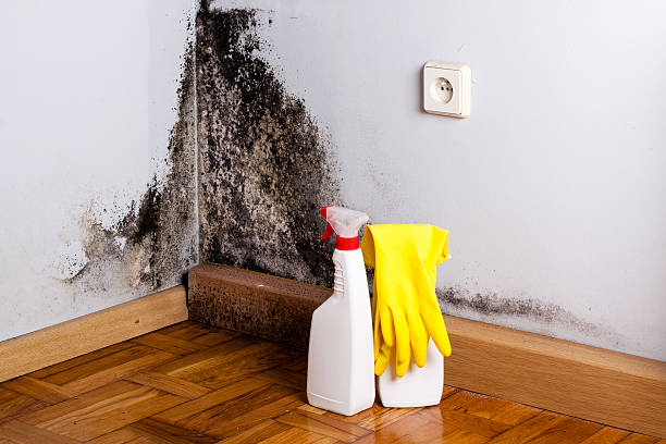 Best Professional Mold Removal  in Patterson, LA