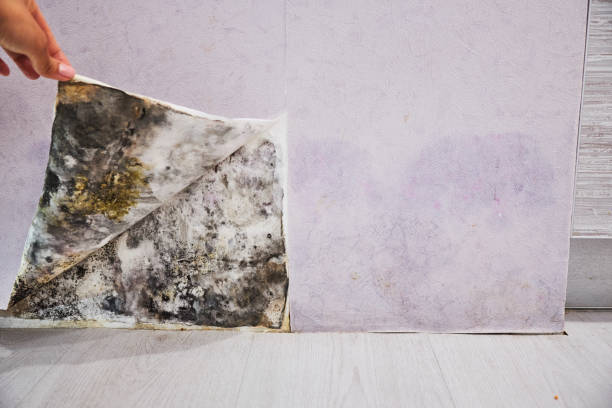 Best Home Mold Removal  in Patterson, LA